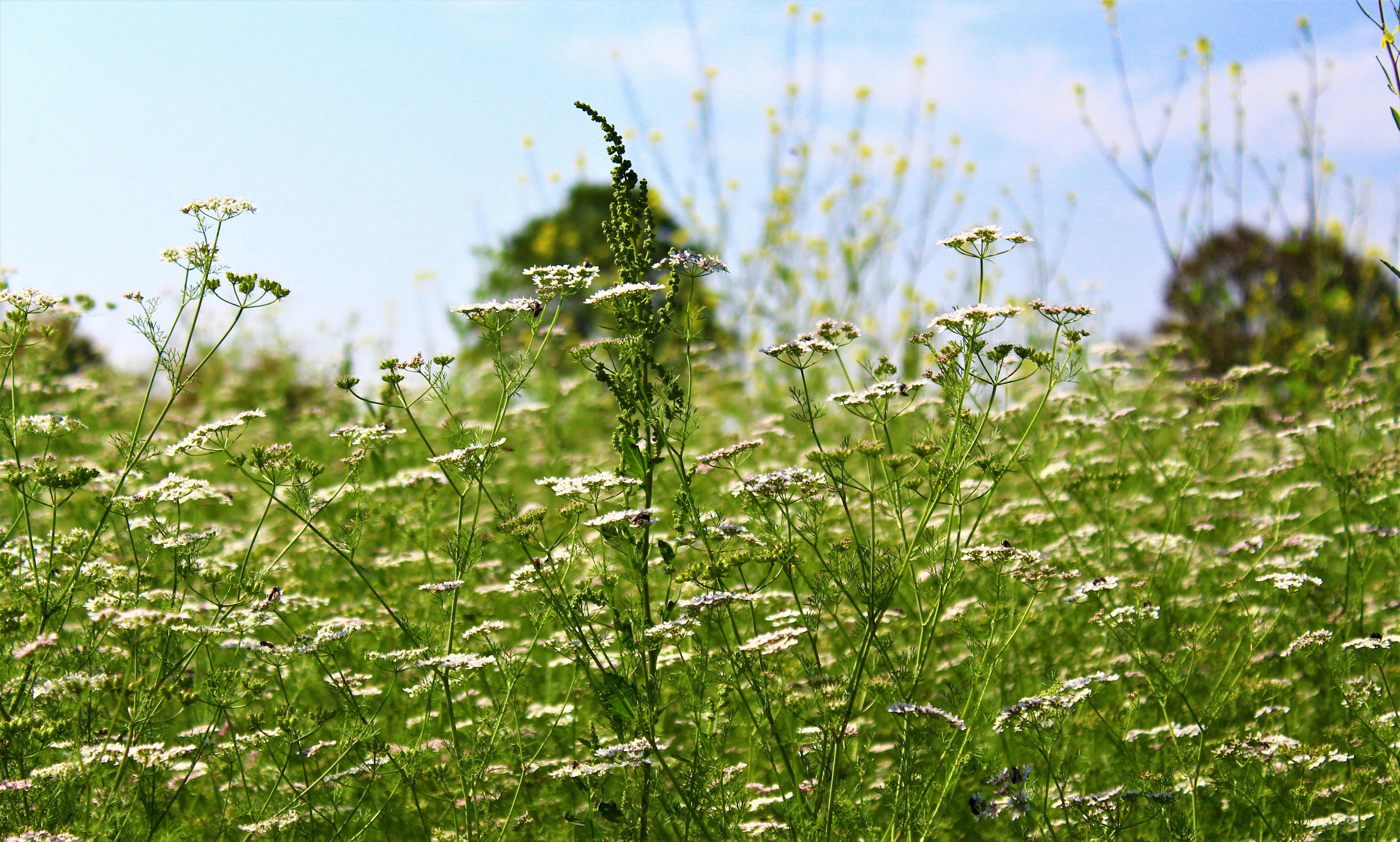 green grass field during daytime
